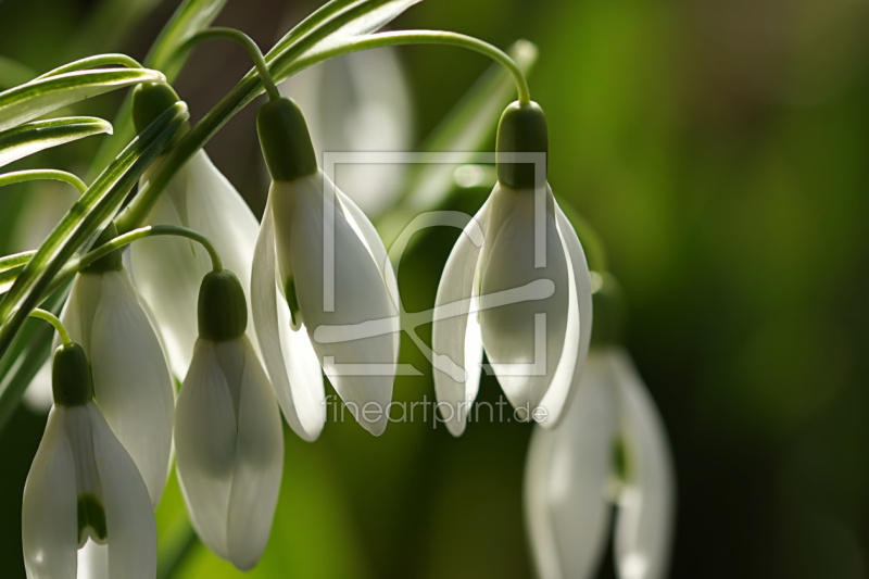 frei w&auml;hlbarer Bildausschnitt f&uuml;r Ihr Bild auf Poster