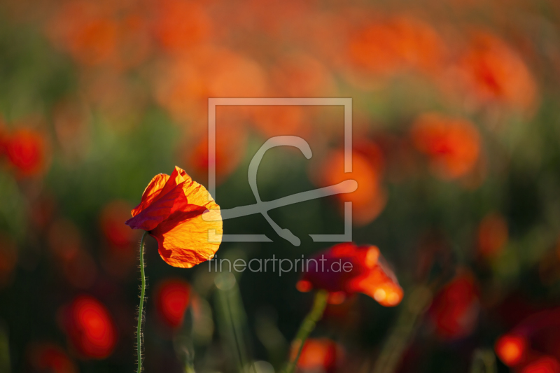 frei wählbarer Bildausschnitt für Ihr Bild auf Poster