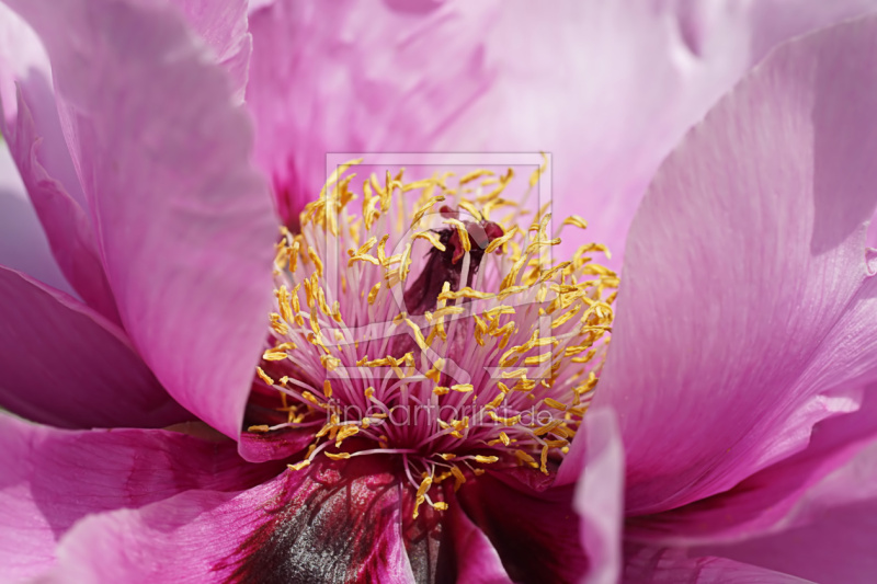 frei wählbarer Bildausschnitt für Ihr Bild auf Poster