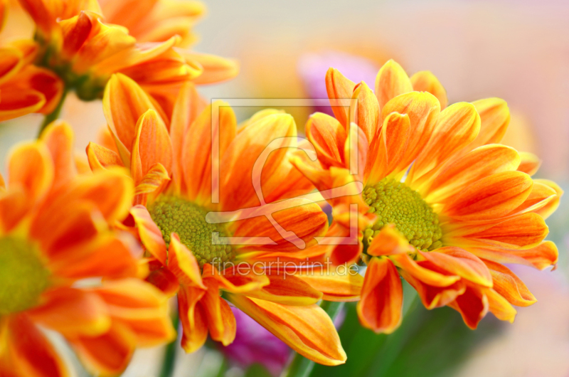 frei w&auml;hlbarer Bildausschnitt f&uuml;r Ihr Bild auf Poster