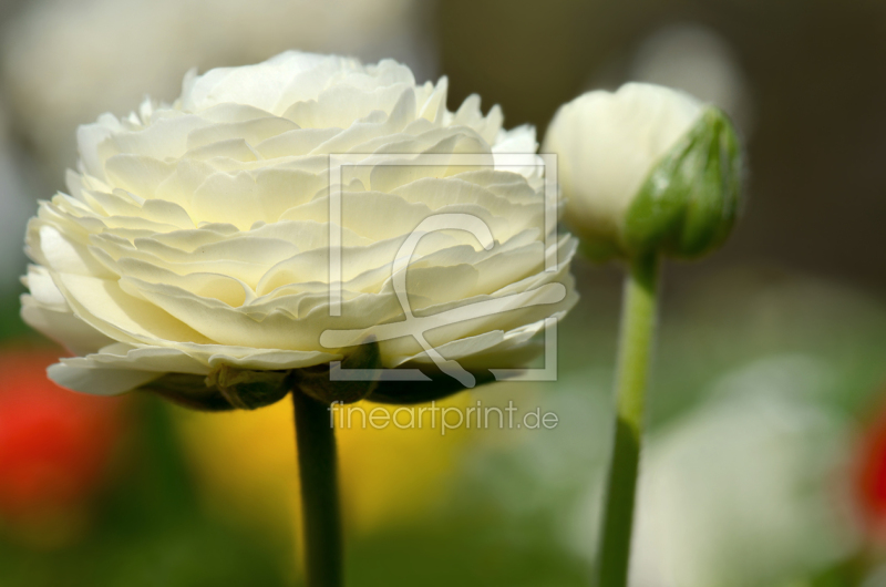 frei wählbarer Bildausschnitt für Ihr Bild auf Poster