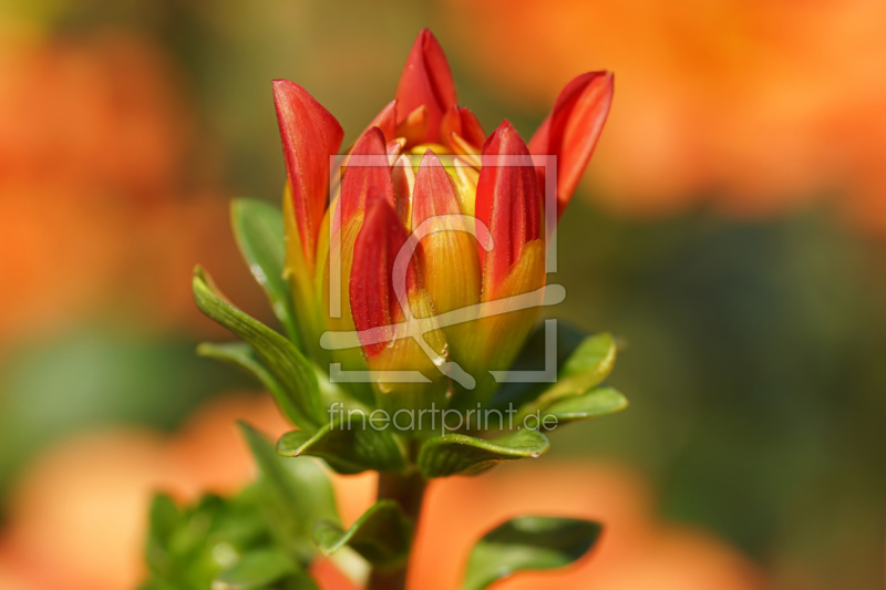 frei w&auml;hlbarer Bildausschnitt f&uuml;r Ihr Bild auf Poster