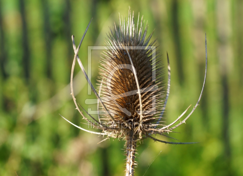 frei wählbarer Bildausschnitt für Ihr Bild auf Poster