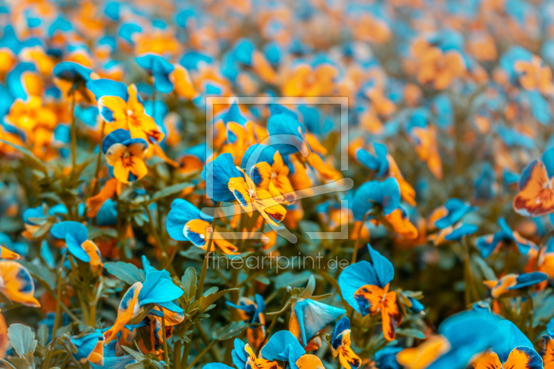 frei wählbarer Bildausschnitt für Ihr Bild auf Poster