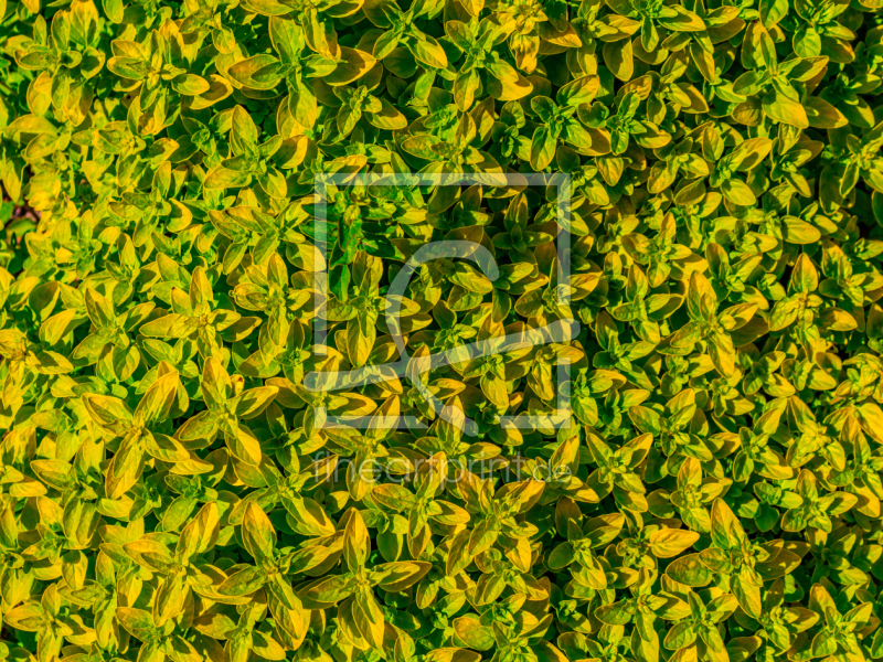 frei w&auml;hlbarer Bildausschnitt f&uuml;r Ihr Bild auf Poster