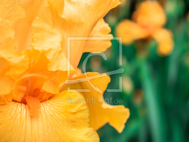frei w&auml;hlbarer Bildausschnitt f&uuml;r Ihr Bild auf Poster
