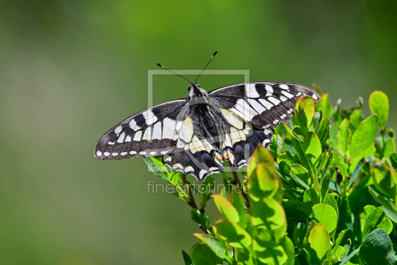 frei w&auml;hlbarer Bildausschnitt f&uuml;r Ihr Bild auf Poster