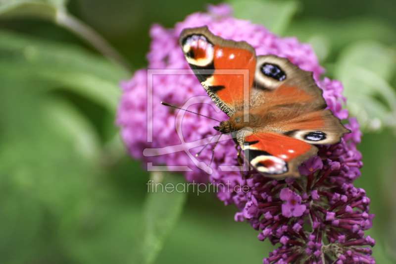 frei wählbarer Bildausschnitt für Ihr Bild auf Poster