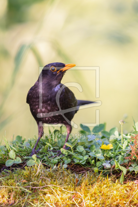 frei wählbarer Bildausschnitt für Ihr Bild auf Poster