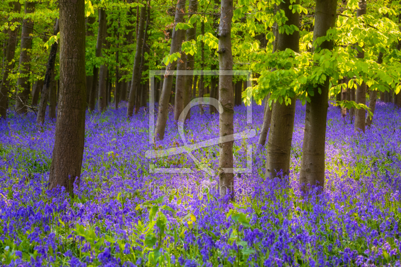 frei w&auml;hlbarer Bildausschnitt f&uuml;r Ihr Bild auf Poster
