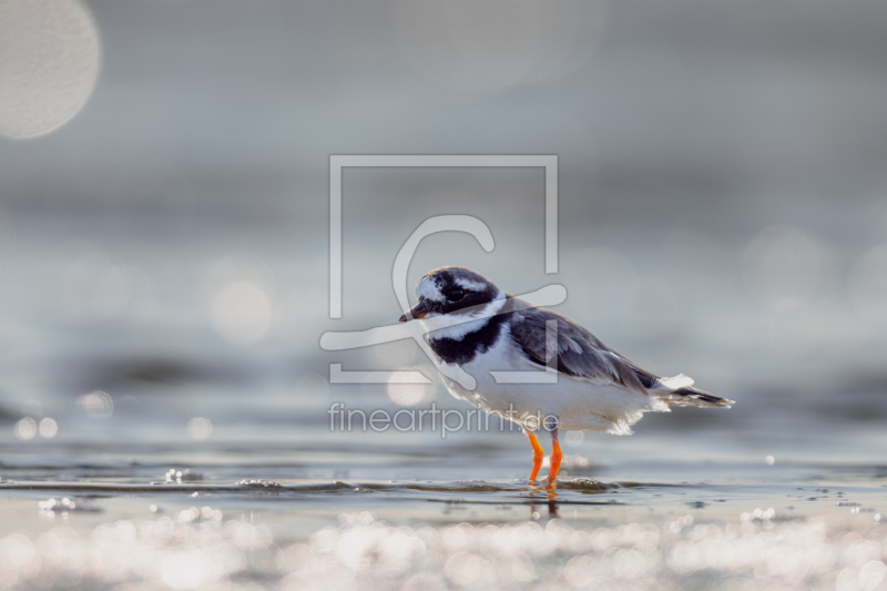 frei wählbarer Bildausschnitt für Ihr Bild auf Poster