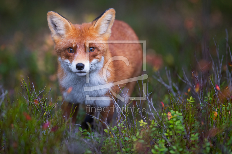 frei w&auml;hlbarer Bildausschnitt f&uuml;r Ihr Bild auf Poster