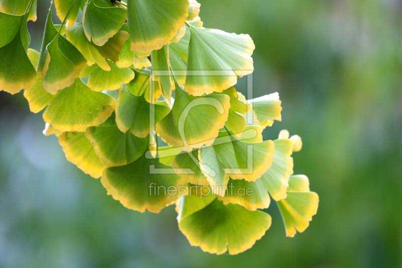 frei wählbarer Bildausschnitt für Ihr Bild auf Poster