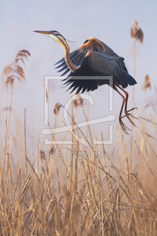 frei wählbarer Bildausschnitt für Ihr Bild auf Poster
