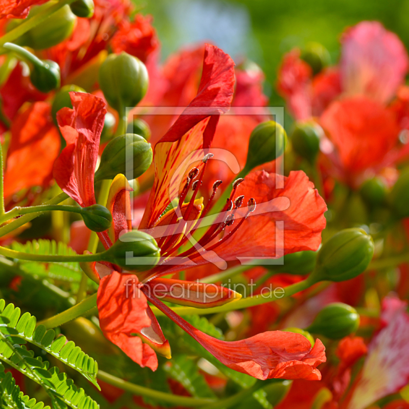 frei wählbarer Bildausschnitt für Ihr Bild auf Poster