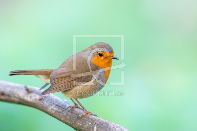 frei w&auml;hlbarer Bildausschnitt f&uuml;r Ihr Bild auf Poster