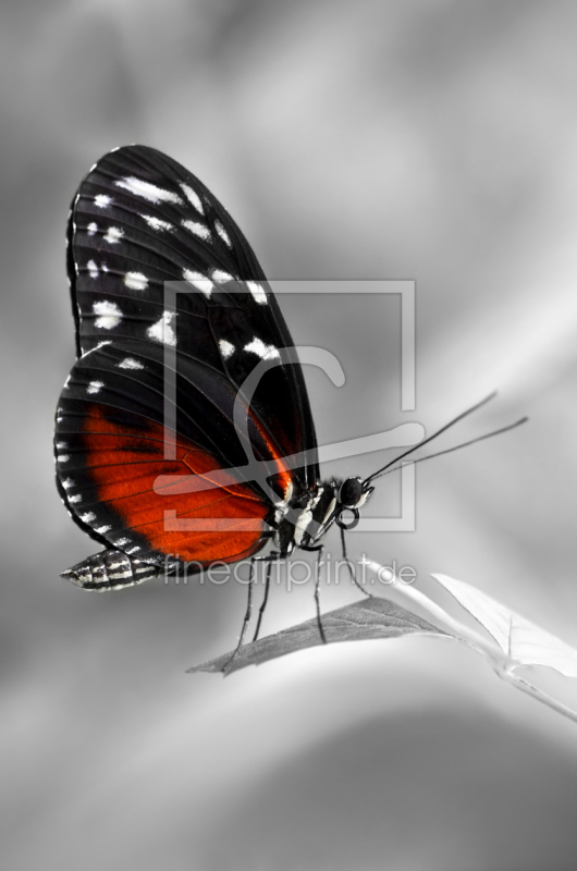 frei w&auml;hlbarer Bildausschnitt f&uuml;r Ihr Bild auf Poster