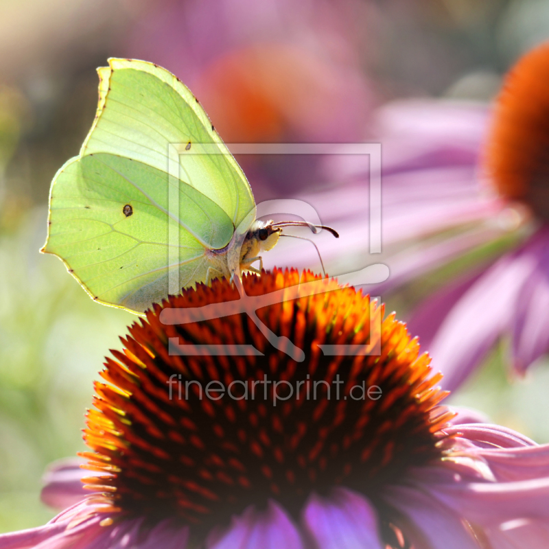 frei wählbarer Bildausschnitt für Ihr Bild auf Poster