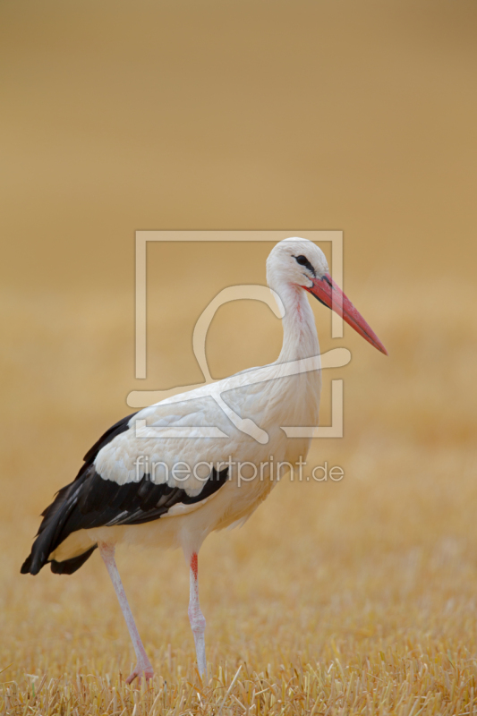 frei w&auml;hlbarer Bildausschnitt f&uuml;r Ihr Bild auf Poster