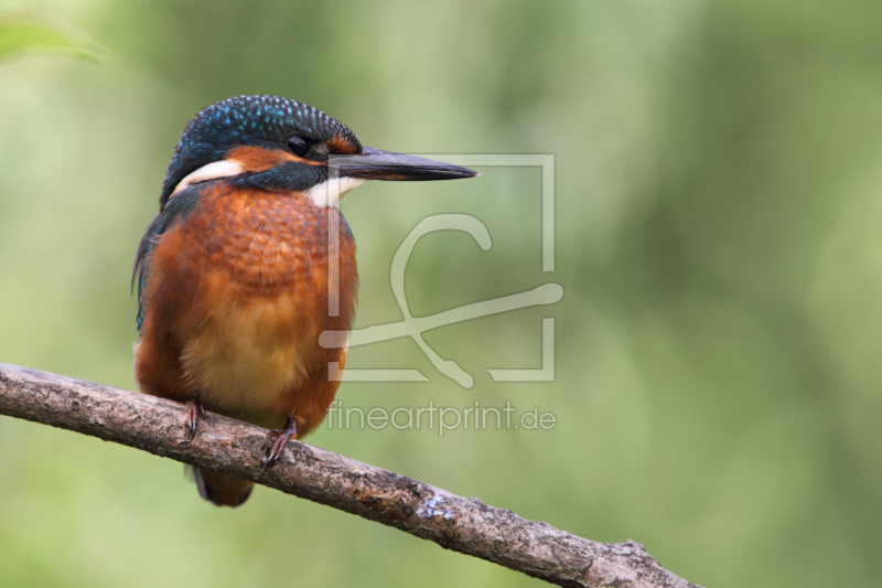 frei w&auml;hlbarer Bildausschnitt f&uuml;r Ihr Bild auf Poster