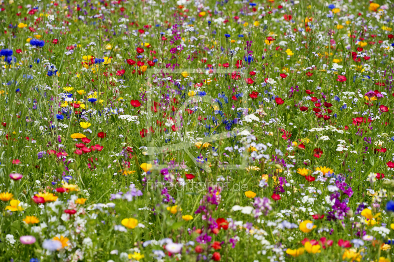 frei w&auml;hlbarer Bildausschnitt f&uuml;r Ihr Bild auf Poster