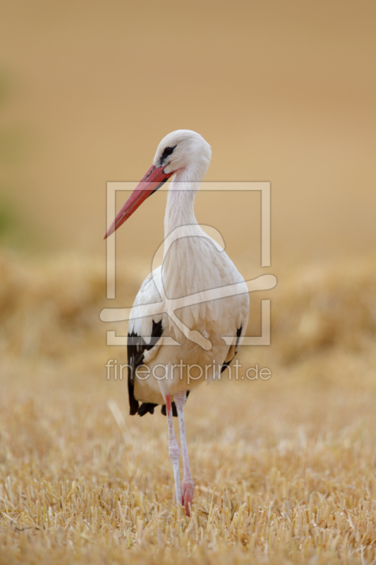 frei w&auml;hlbarer Bildausschnitt f&uuml;r Ihr Bild auf Poster
