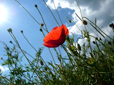 Bild-Nr: 9668954 Sommerwind Erstellt von: youhaveadream