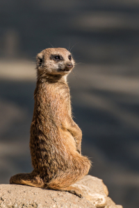 Bild-Nr: 11567402 Wachsam Erstellt von: DD-Photos