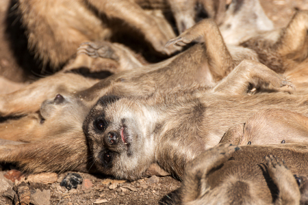 Bild-Nr: 11572888 Faul sein ist wunderschön Erstellt von: DD-Photos