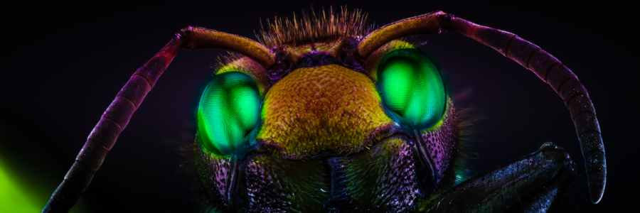 Bild-Nr: 11928196 Hornisse - dark night- smaragd Erstellt von: Richard-Young