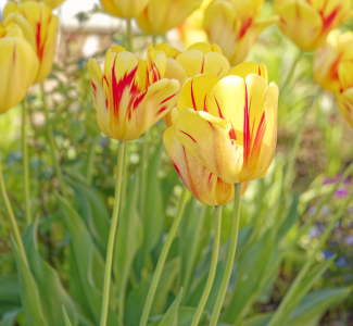Bild-Nr: 12723996 Im Garten Erstellt von: XYRIUS