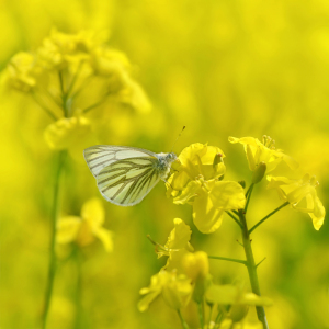 Bild-Nr: 12858769 Im Rapsfeld Erstellt von: Atteloi