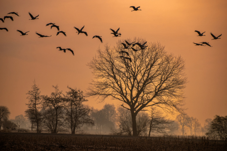 Bild-Nr: 12884679 Kraniche im Anflug zur Landung Erstellt von: Tanja Riedel