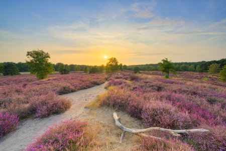 Bild-Nr: 12907832 Blühende Heide im Abendlicht Erstellt von: Michael Valjak