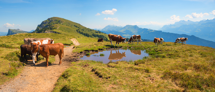 Bild-Nr: 12910806 Kuhherde am Teich Berner Oberland Niederhorn Erstellt von: SusaZoom