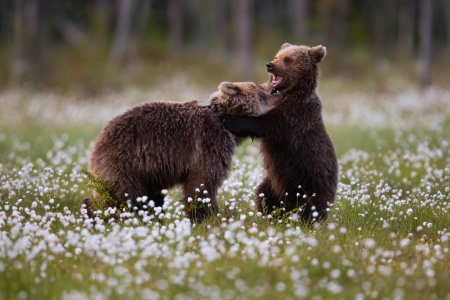 Bild-Nr: 12912466 spielende Braunbärenkinder Erstellt von: Daniela Beyer