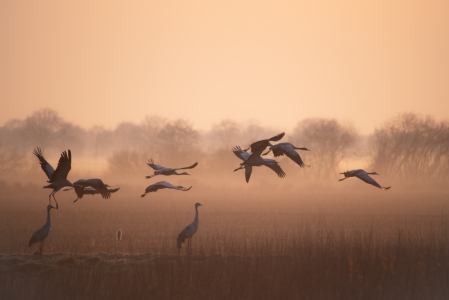 Bild-Nr: 12913339 Kraniche Start in den Morgen Erstellt von: Tanja Riedel
