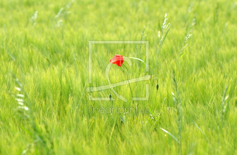 frei wählbarer Bildausschnitt für Ihr Bild auf Schieferplatte