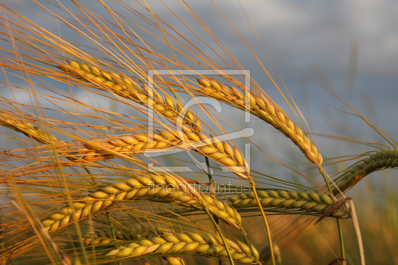 frei wählbarer Bildausschnitt für Ihr Bild auf Schieferplatte