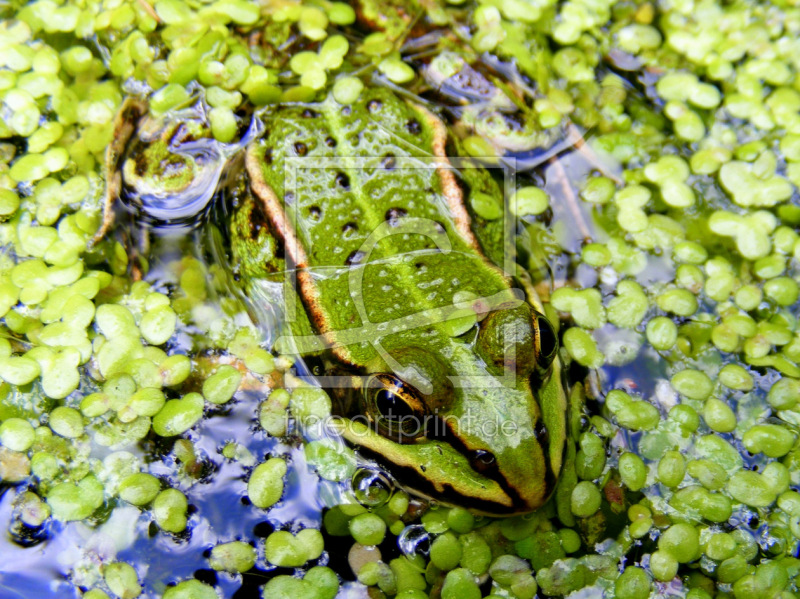 frei wählbarer Bildausschnitt für Ihr Bild auf Schieferplatte