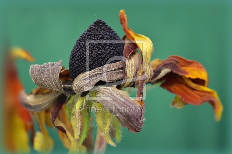 frei w&auml;hlbarer Bildausschnitt f&uuml;r Ihr Bild auf Schieferplatte