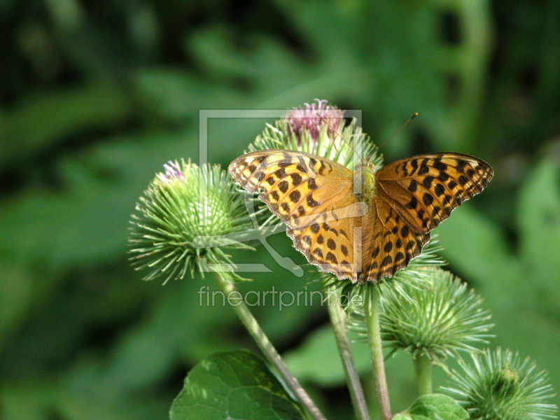 frei wählbarer Bildausschnitt für Ihr Bild auf Schieferplatte