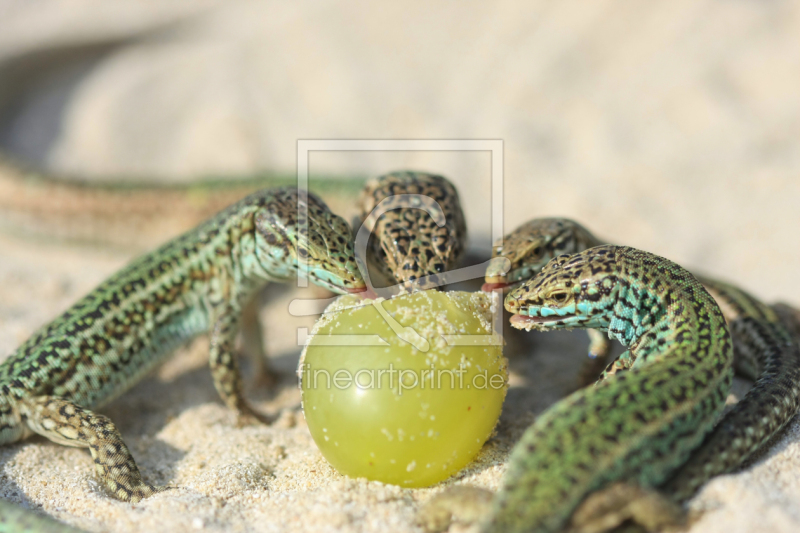 frei wählbarer Bildausschnitt für Ihr Bild auf Schieferplatte