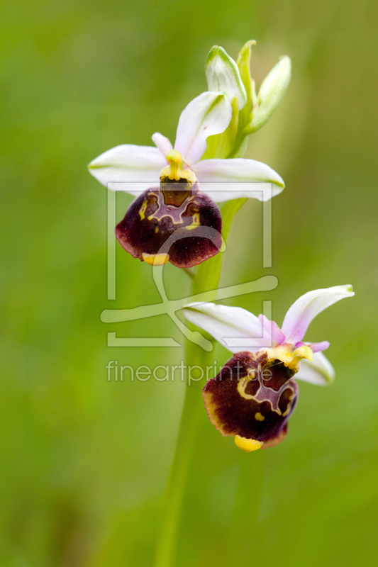 frei w&auml;hlbarer Bildausschnitt f&uuml;r Ihr Bild auf Schieferplatte