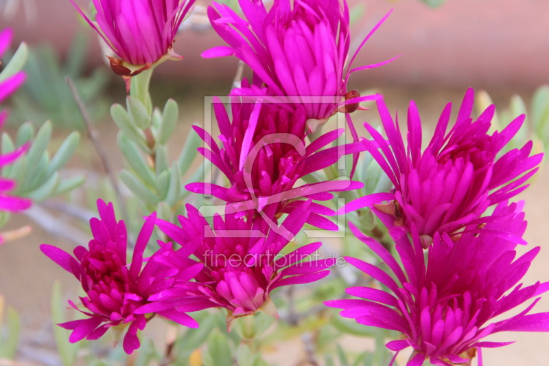 frei w&auml;hlbarer Bildausschnitt f&uuml;r Ihr Bild auf Schieferplatte