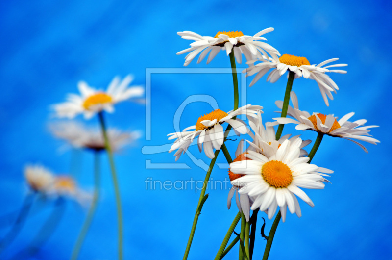 frei w&auml;hlbarer Bildausschnitt f&uuml;r Ihr Bild auf Schieferplatte