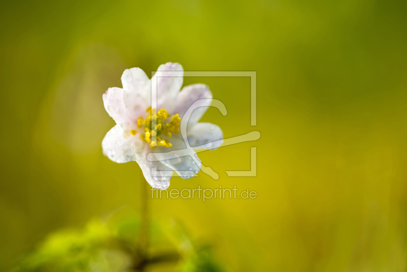 frei wählbarer Bildausschnitt für Ihr Bild auf Schieferplatte