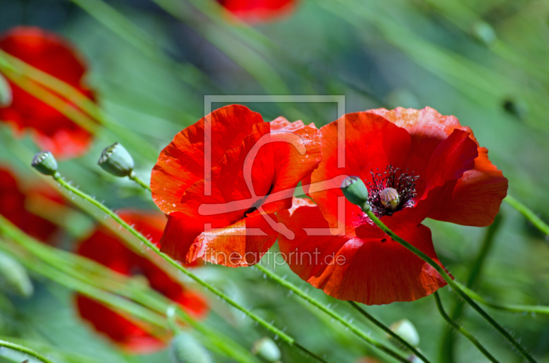 frei w&auml;hlbarer Bildausschnitt f&uuml;r Ihr Bild auf Schieferplatte