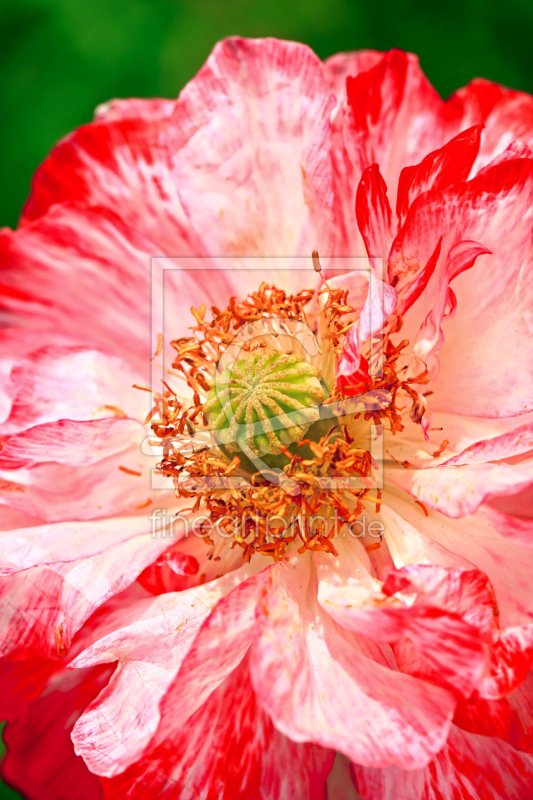 frei w&auml;hlbarer Bildausschnitt f&uuml;r Ihr Bild auf Schieferplatte