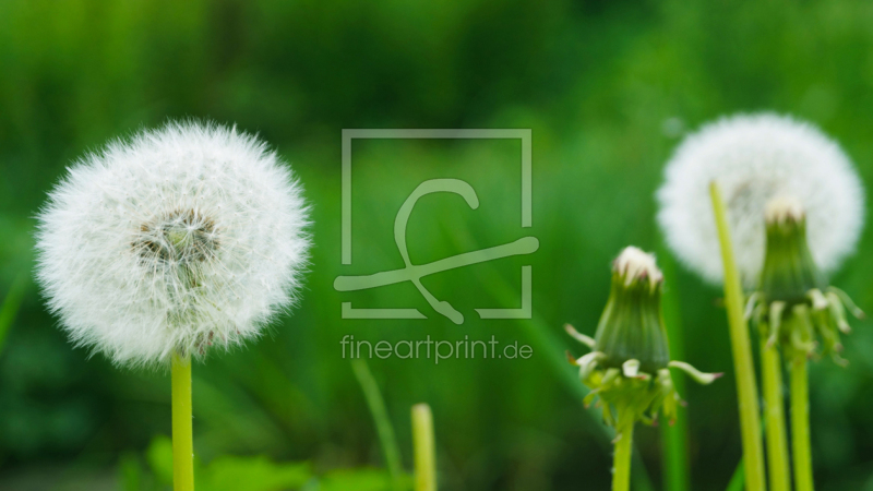 frei w&auml;hlbarer Bildausschnitt f&uuml;r Ihr Bild auf Schieferplatte